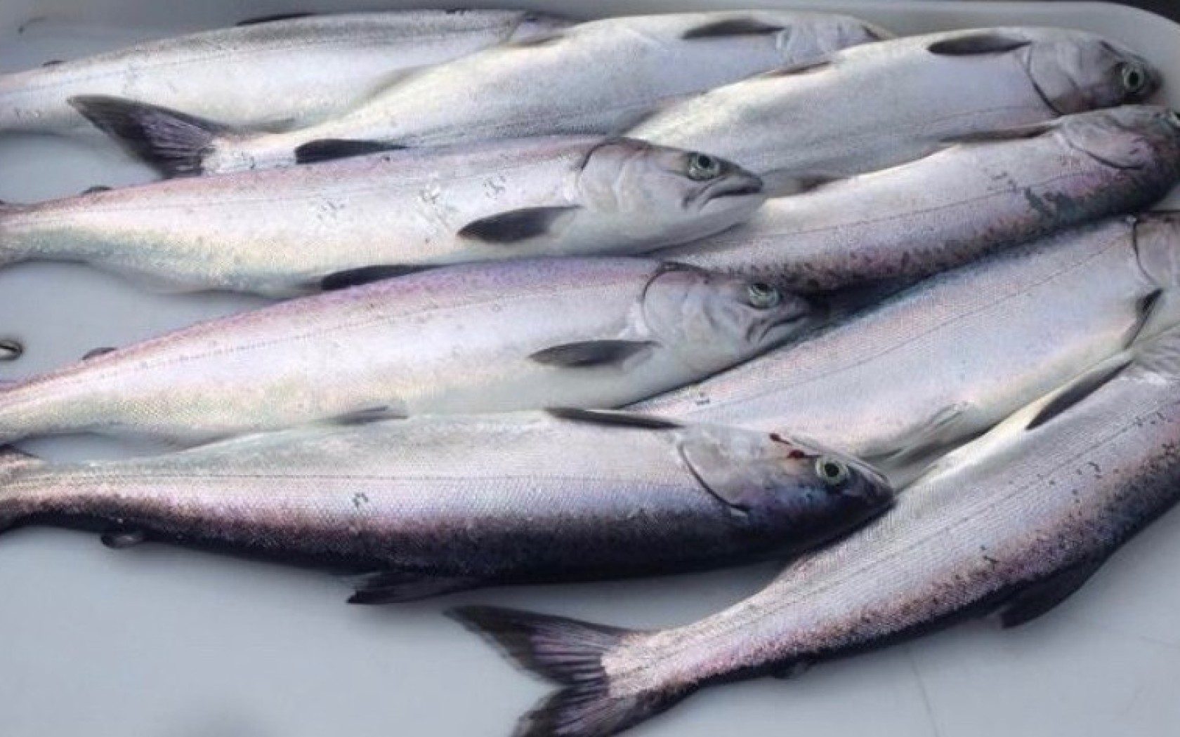 Salmon Fishing with unReel Queenstown